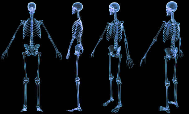 рентгенография скелета - 4 виды - human skeleton people human spine human bone стоковые фото и изображения