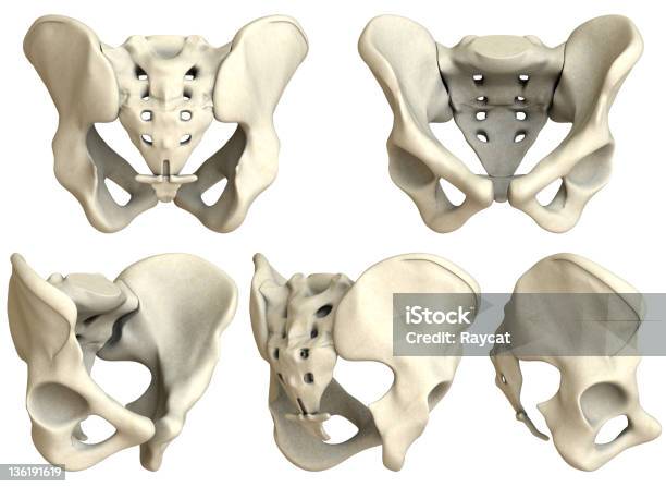 Human Pelvis 5 Vista Xxxl Foto de stock y más banco de imágenes de Pelvis - Pelvis, Zona Genital, Sacro