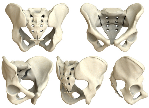 Digital medical illustration: Human pelvis rotated in 5 steps. 