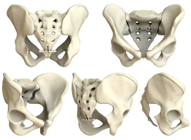 Photo of Human Pelvis-5 views XXXL