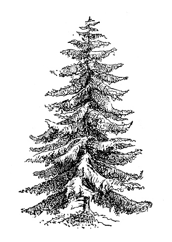 Antique illustration: Pine tree, fir tree