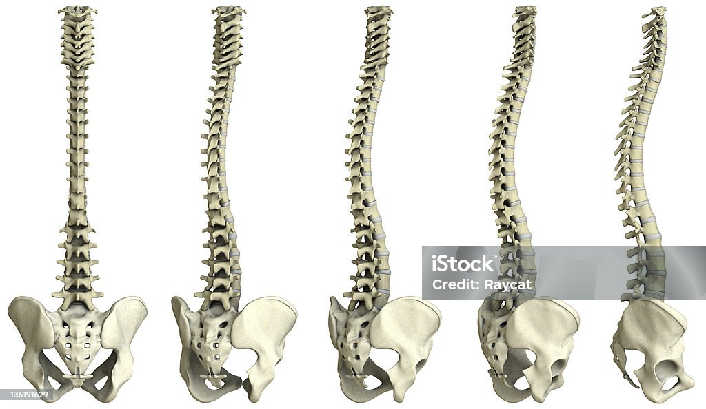 Columna vertebral humana - 5 Vista XXXL - Foto de stock de Columna - Parte del cuerpo libre de derechos