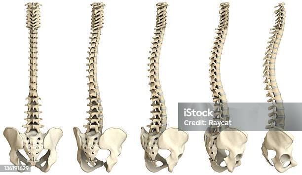人の内臓5 の Xxxl - 背骨のストックフォトや画像を多数ご用意 - 背骨, 人体構造, 3D