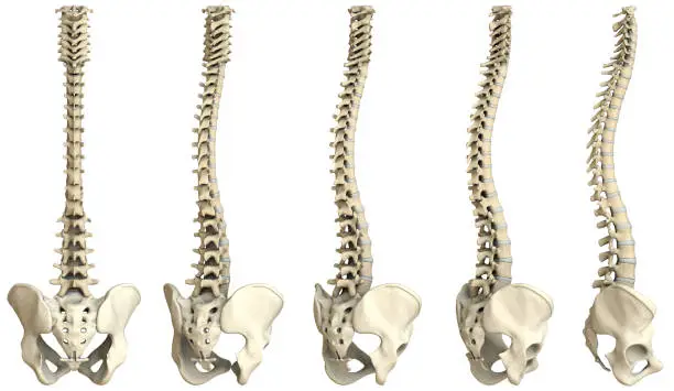 Digital medical illustration: Human spine featuring vertebrae (cervical (C1-C7), thoracic (T1-T12) and lumbar (L1-L5)) vertebrae, discs and pelvis. 