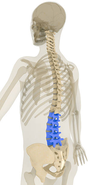 colonna vertebrale-vertebra lombare evidenziato - human bone forensic science medical scan morphology foto e immagini stock