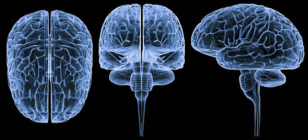 Human brain-3 views XXXL stock photo