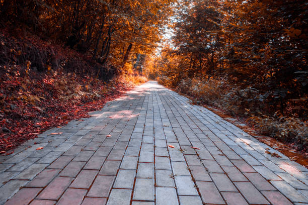 istock road with trees in park 1361920570
