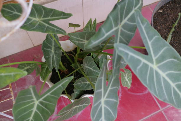 istock Green and fresh alocasia plant 1361921872