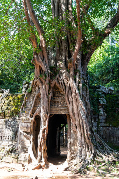 istock Banian tree of a temple at Angkor 1361922180