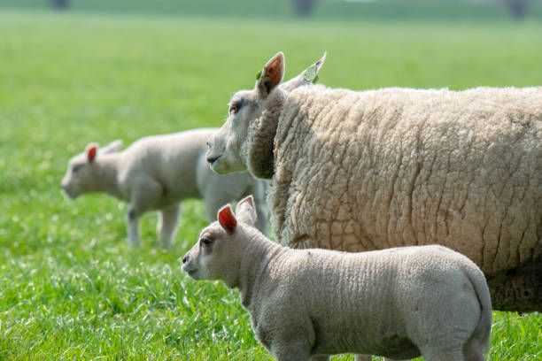 istock Mother Sheep And Lambs Around Abcoude The Netherlands 1361923669