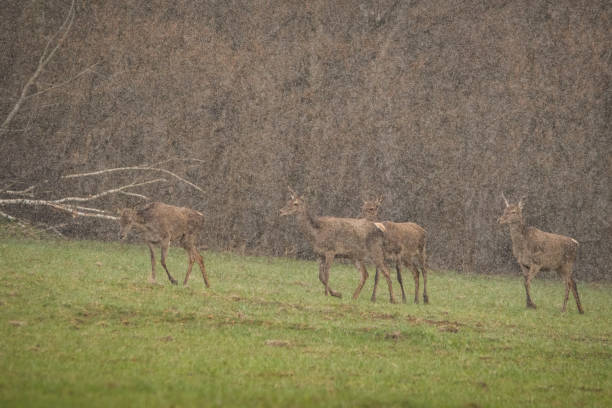 istock Red Deer (Cervus elaphus), Bieszczady Mountains, Carpathians, Poland. 1361923771