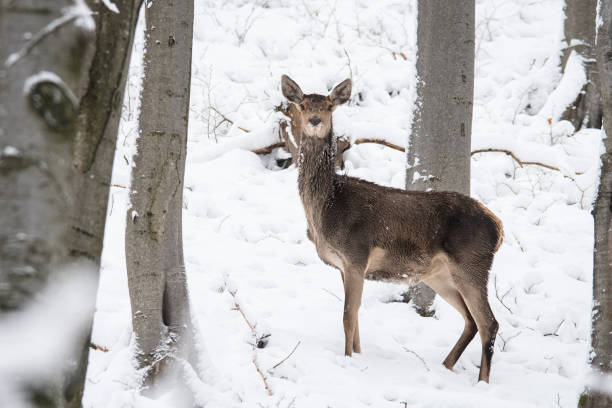 istock Red Deer (Cervus elaphus), Bieszczady Mountains, Carpathians, Poland. 1361924127