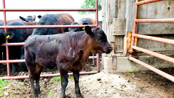 istock Brown Red Angus Calf in Corral 1361924204