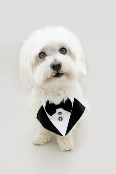 Elegant maltese dog celebrating valentine's day or birthday wearing a tuxedo making a face. Isolated on gray background Elegant maltese dog celebrating valentine's day or birthday wearing a tuxedo making a face. Isolated on gray background dog tuxedo stock pictures, royalty-free photos & images