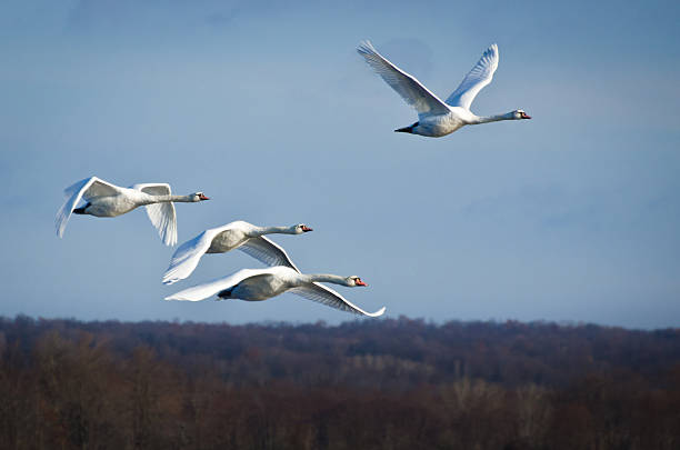 istock Four White Swans Flying in a Blue Sky 136192426