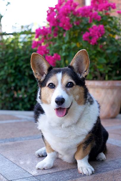 istock Cardigan Welsh Corgi 136192602