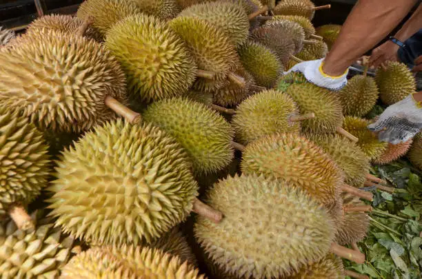 Photo of Many stacked Durian fruits