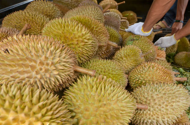istock Many stacked Durian fruits 1361927213