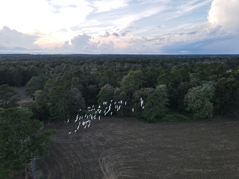 Birds Flying Over Pasture