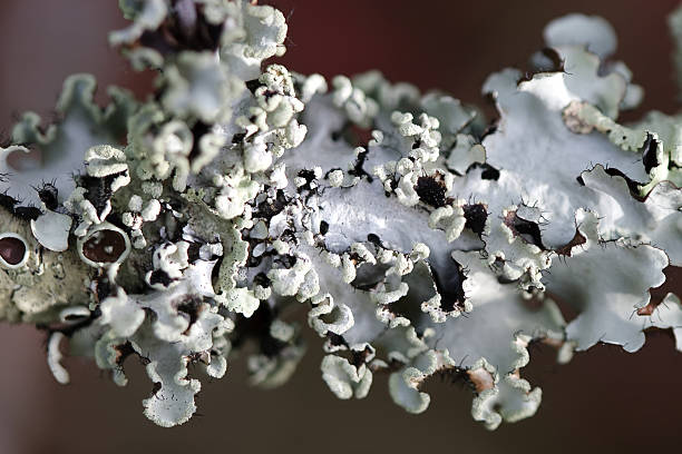 Closeup Lichen stock photo