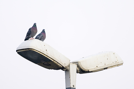 Two domestic pigeons sitting on a street lamp, calm foggy day in winter