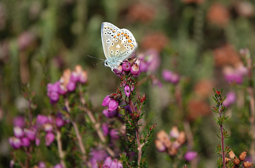 A lovely colourful shot of a common blue butterfly with closed wings perching on purple heather in summertime.