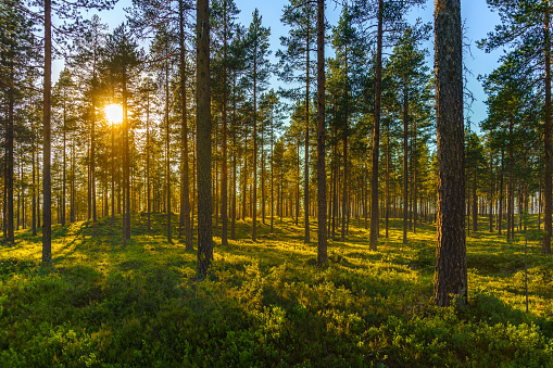 Beautiful summer view of a pine forest with  green blueberry sprigs on the forest floor, a blue sky and sunlight shining through the branches