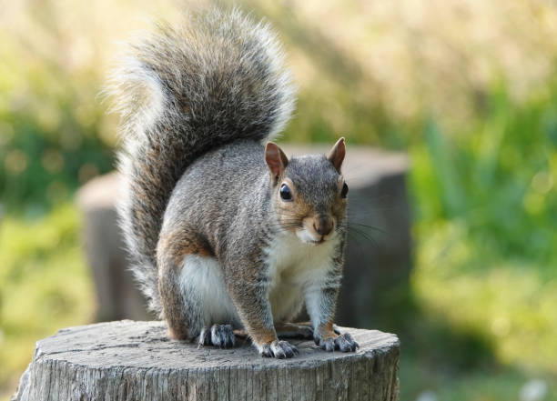 eine entzückende nahaufnahme eines grauen eichhörnchens, das an einem sonnigen tag auf einem baumstumpf sitzt. - anticipation outdoors close up nobody stock-fotos und bilder