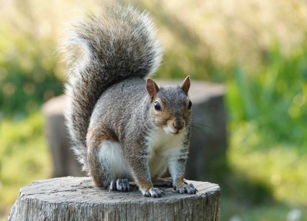istock A delightful close-up image of a grey squirrel perching on a tree stump on a sunny day. 1361929609