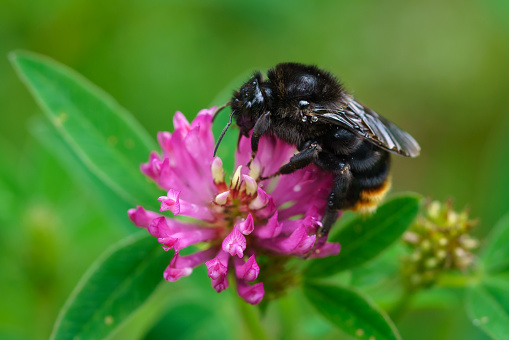 Detailed macro close up of a black bumblebee drinking nectar from a pink clover flower