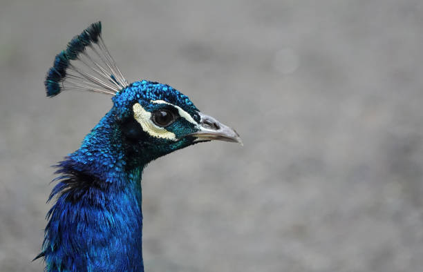 평범한 회색 배경에 공작의 머리와 목의 아름다운 클로즈업 프로필 샷. - close up peacock animal head bird 뉴스 사진 이미지