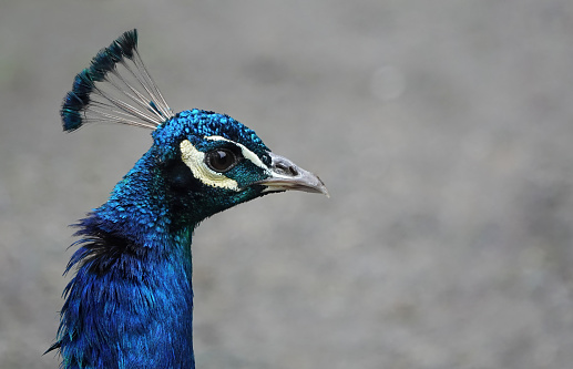 An Indian peafowl on display at the Los Angeles County Arboretum.