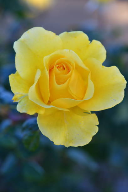 Yellow Rose in Winter Redondo Beach Garden steven harrie stock pictures, royalty-free photos & images