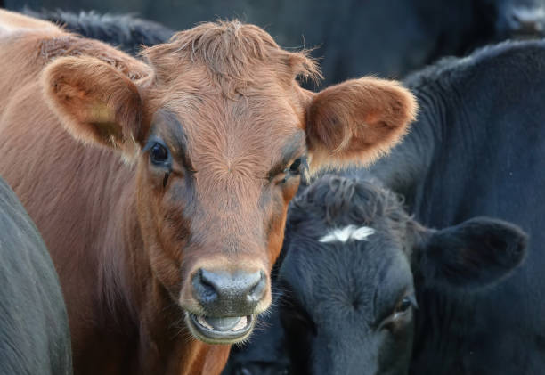 A close-up view of a herd of brown and black cows looking towards the camera. A close up view of a herd of brown and black cows looking ahead at the camera. nigel pack stock pictures, royalty-free photos & images