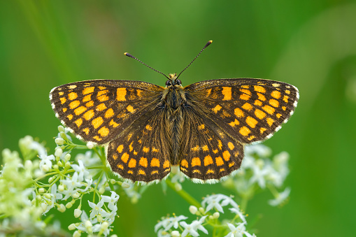 Detailed close up of a Heat Fritillary butterfly sitting on a white flower with wings spread