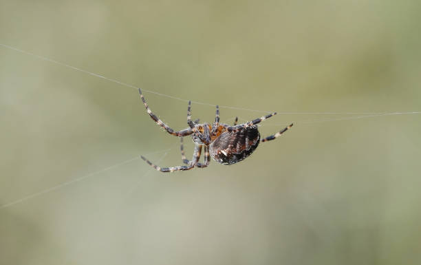 Inside the web: A weekly look at spider species of NEPA - Times Leader