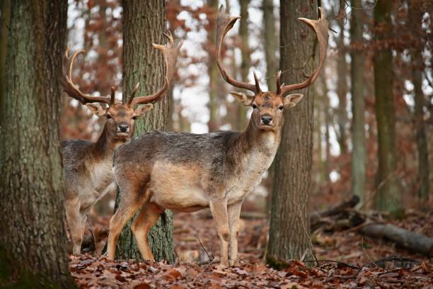 istock Fallow - fallow deer. (Dama dama ) Beautiful natural background with animals. Forest and sunset. 1361930982