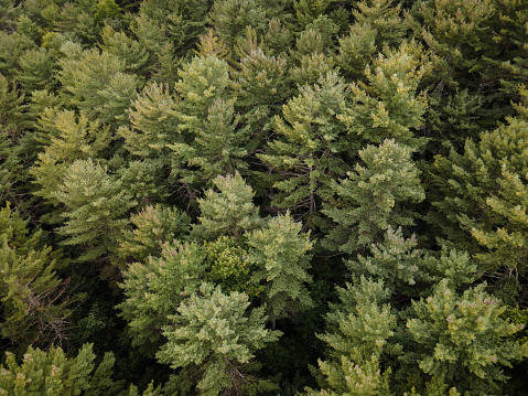 Pine Forest in Western North Carolina