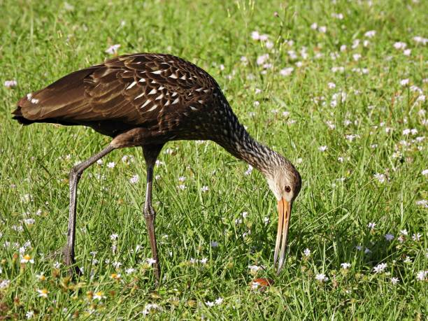istock Limpkin (Aramus guarauna) eating a freshwater clam in the grass 1361932196