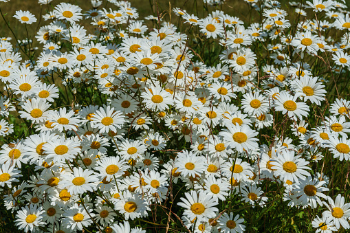 Dense group of beautiful Marguerite flowers in sunlight