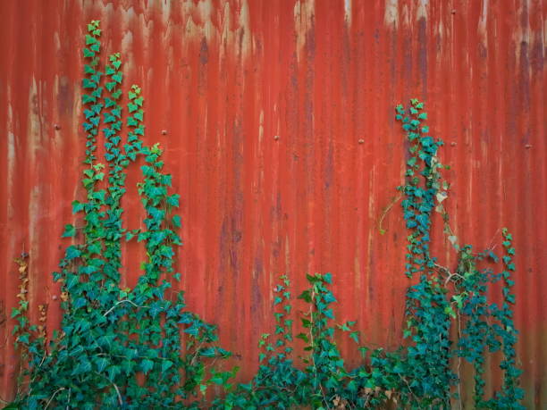 istock Ivy creeping across a red metal garage. Background 1361933586