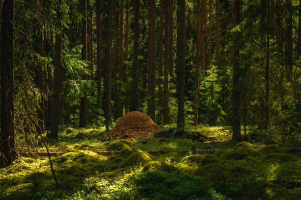 Large anthill built deep in a pine and fir forest stock photo