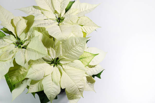 istock White poinsettia Christmas flower. 1361934888