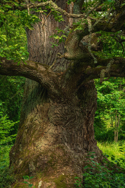 istock Partial close up of an old knotty oak tree 1361935284