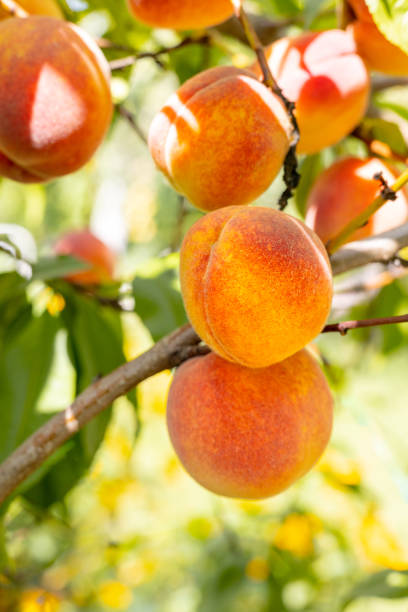 Closeup on a peach tree branch. Organic household with peaches farm. stock photo