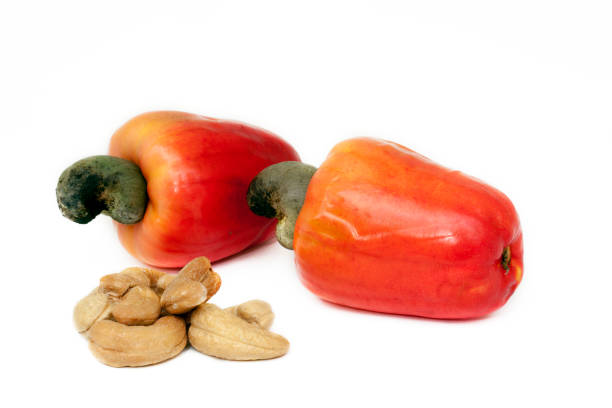 istock Cashew, fresh and its nut, under white background 1361936217