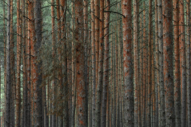 istock Panoramic view of the mysterious pine forest. Tree trunks close-up. Abstract natural pattern, texture, background. Pure nature concept 1361938094