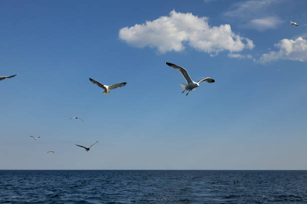 istock Seagulls fly over the water. 1361938172