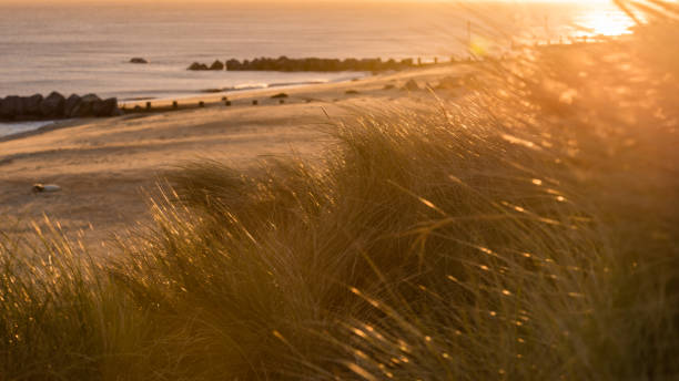 istock Sunlit dune grasses and beach 1361938343