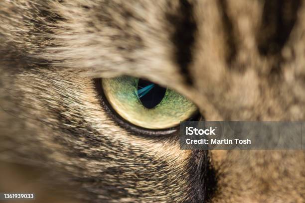 Single Green Cat Eye Ii Stock Photo - Download Image Now - Animal, Animal Body Part, Animal Eye
